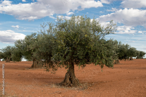 Campo madrileño, olivar español