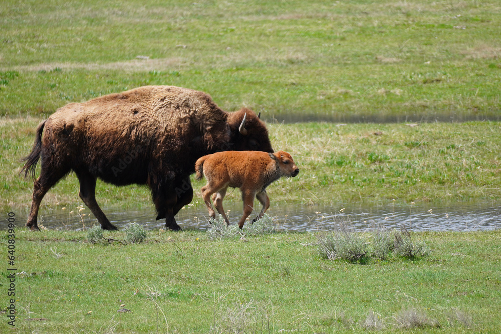 Bison calf running alongside its mother Bison calf running alongside its mother