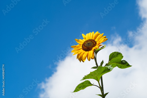 A beautiful sunflower against a blue sky with a white fluffy cloud