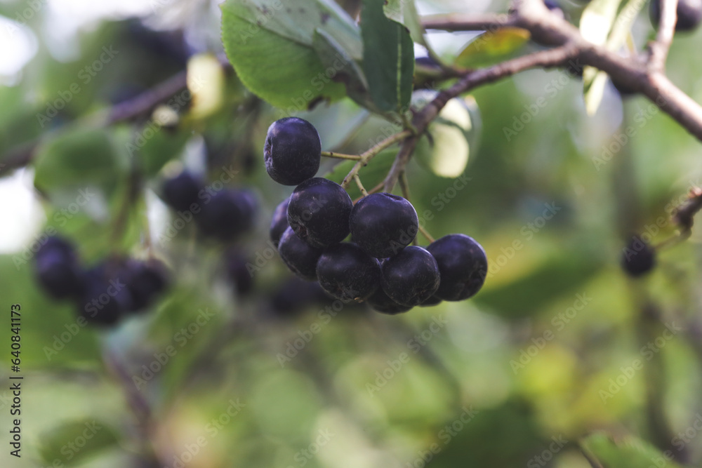 Aronia berry bush - superfruit that boosts your body’s immune system to combat stress-related diseases, close up Aronia berry bush - superfruit that boosts your body’s immune system to combat stress-related diseases, close up