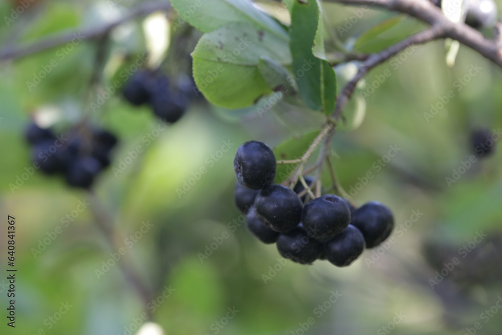 Aronia berry bush - superfruit that boosts your body’s immune system to combat stress-related diseases, close up Aronia berry bush - superfruit that boosts your body’s immune system to combat stress-related diseases, close up