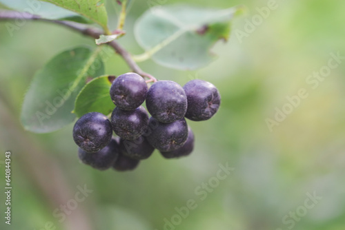 Aronia berry bush - superfruit that boosts your body’s immune system to combat stress-related diseases, close up	