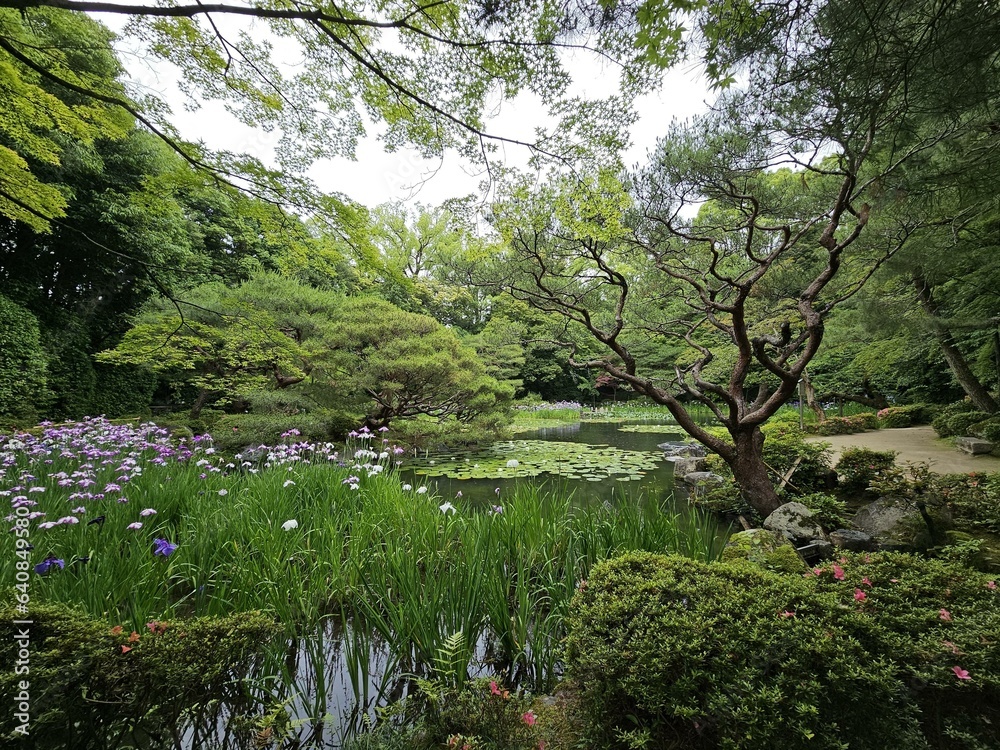 Plant Water Flower Natural landscape Tree Body of water Plant Water Flower Natural landscape Tree Body of water
