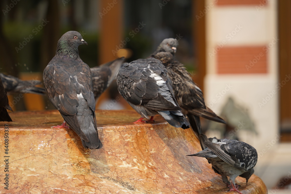Obraz premium pigeons on the street