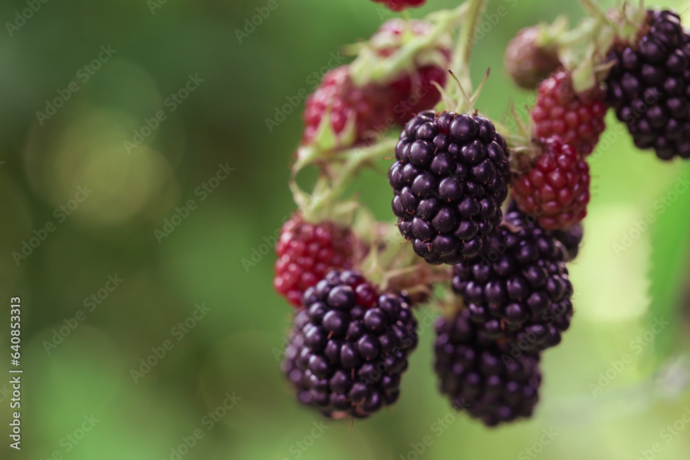 Blackberry bush with ripe and green berries Blackberry bush with ripe and green berries