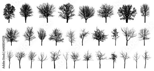 Fényképezés Bare deciduous trees silhouette, set