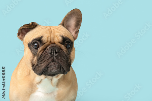 Cute French bulldog on blue background, closeup
