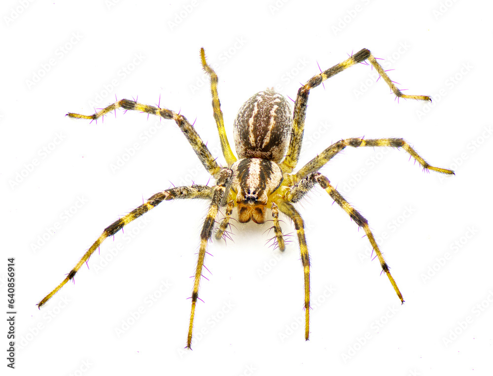 American grass spider - a genus of funnel weaver arachnid in the Agelenopsis sp genus. They construct a non sticky sheet of silk with a round opening. Isolated on white background top front view American grass spider - a genus of funnel weaver arachnid in the Agelenopsis sp genus. They construct a non sticky sheet of silk with a round opening. Isolated on white background top front view
