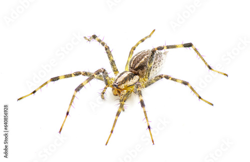 Fotografia American grass spider - a genus of funnel weaver arachnid in the Agelenopsis sp genus