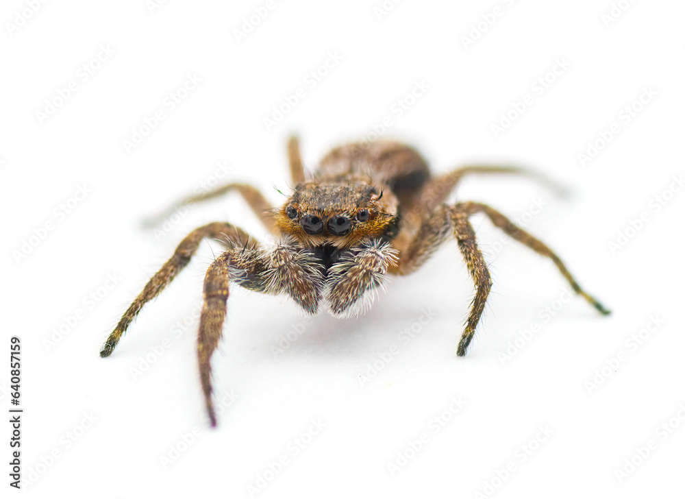 Tan or familiar jumping spider - platycryptus undatus - brown arachnid that hides under tree bark or crevices camouflaged with chevron pattern on abdomen isolated on white background front face view Tan or familiar jumping spider - platycryptus undatus - brown arachnid that hides under tree bark or crevices camouflaged with chevron pattern on abdomen isolated on white background front face view