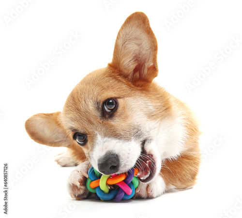 Photography Cute Corgi dog playing with toy isolated on white background