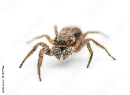 Tan or familiar jumping spider - platycryptus undatus - brown arachnid that hides under tree bark or crevices camouflaged with chevron pattern on abdomen isolated on white background front face view © Chase D’Animulls