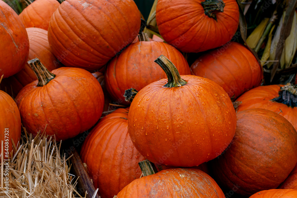 orange pumpkins, pumpkin harvest after rain orange pumpkins, pumpkin harvest after rain