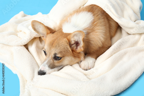 Cute Corgi dog lying on soft blanket against pink background