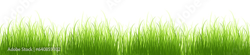 A bunch of grass. Springtime tender grass, isolated on transparent without shadow. PNG.