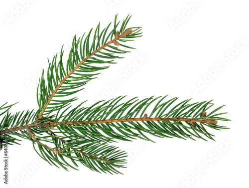 Pine branches isolated on transparent without shadow. PNG