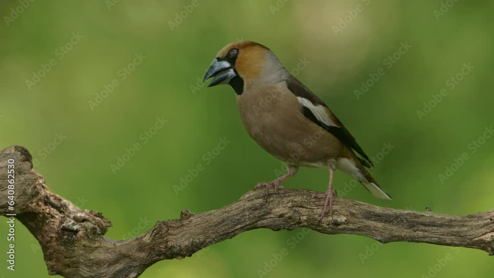 Bird Hawfinch perched on a branch in green forest. Bird Hawfinch perched on a branch in green forest.