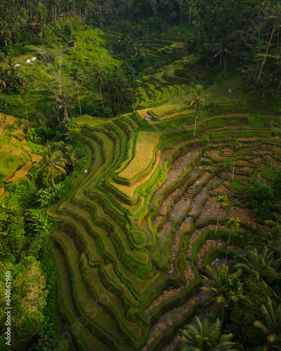 A Captivating Aerial Experience: Bali's Authentic Charm in a Traditional Village amidst the Picturesque Tegalalang Countryside. Lush Green Rice Terraces in Asia's Vacation Destination of Indonesia