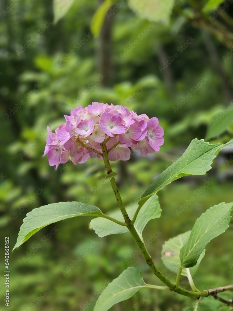 Flower Plant Petal Pink Terrestrial plant Rose