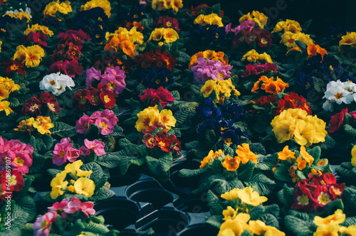 Colorful floral background. Spring flowers in garden centre
