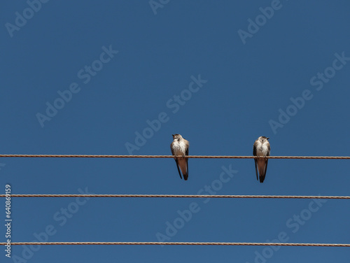 Andorinhas do Campo, Brown-chested Martin, perched on power lines, with blue sky in the background. Bird couple.