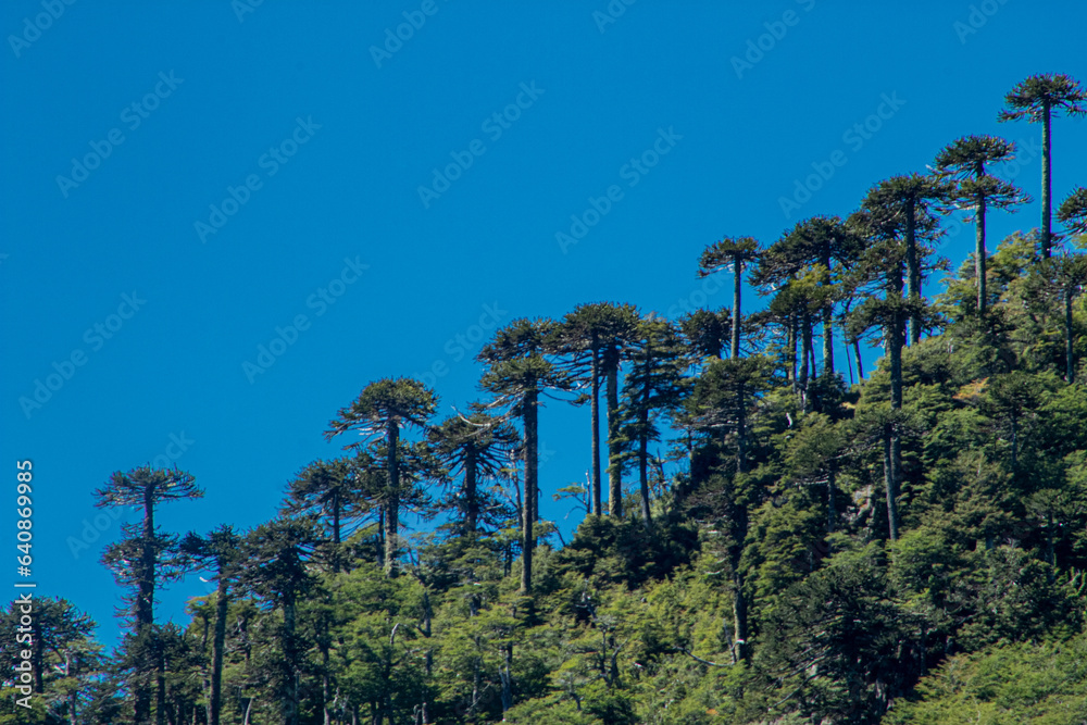 Obraz premium Araucarias del mirador La Bandera de Icalma
