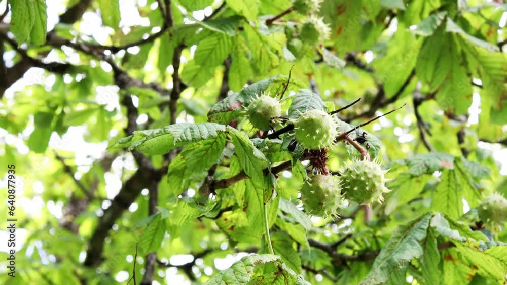 young chestnuts on a chestnut tree video young chestnuts on a chestnut tree video