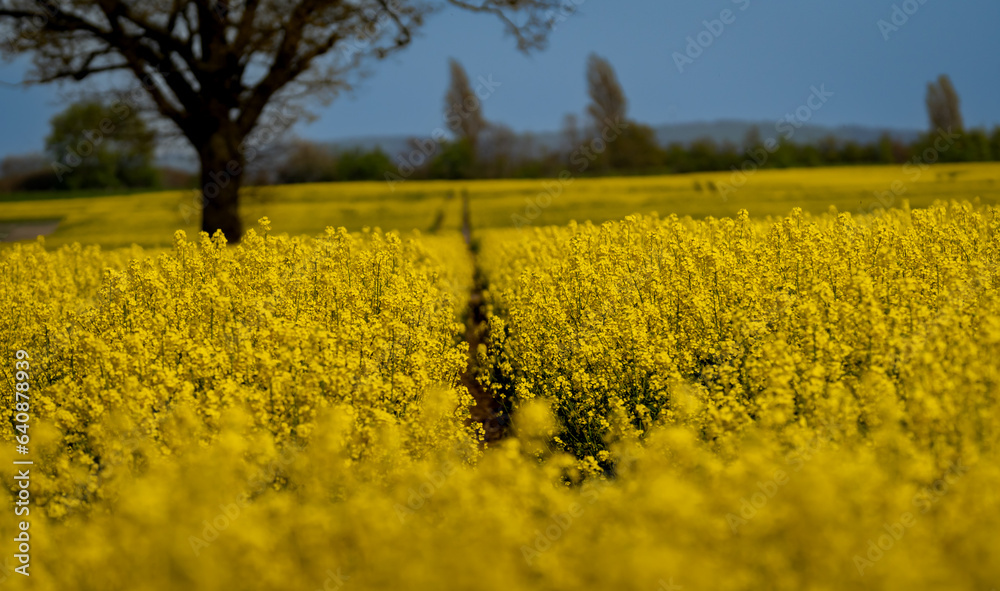 Obraz premium yellow rapeseed field