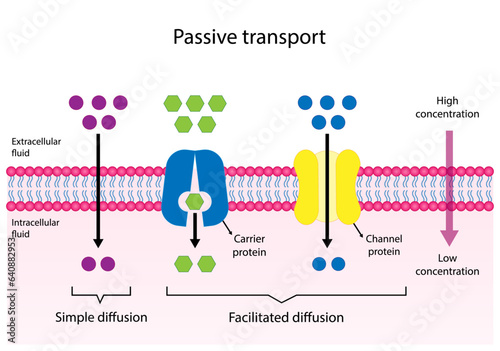 Passive Transport. Simple diffusion through the lipid by layer and Facilitated Diffusion through a specific or non specific transporter. Vector illustration