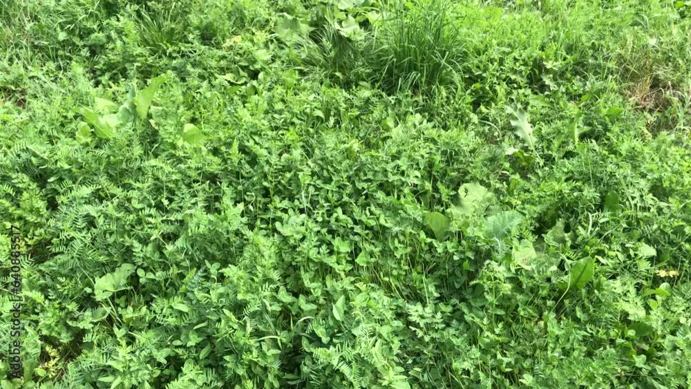 Elongated Lawn, Garden Elongated Lawn, Garden