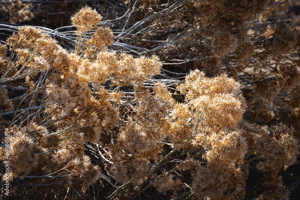 brown brush close up in winter brown brush close up in winter