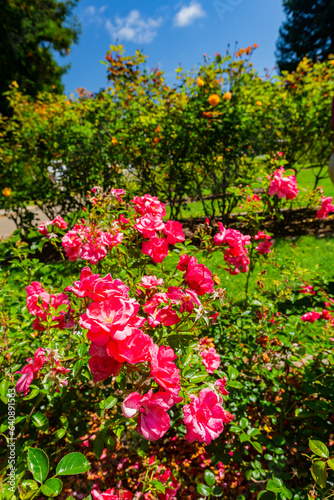Fototapeta Naklejka Na Ścianę i Meble -  Close up shot of rose blossom
