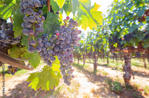 Canvas Print Close up shot of mature grapes hanging in winery