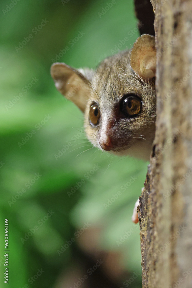 Close up view of a Gray mouse lemur (Microcebus murinus)