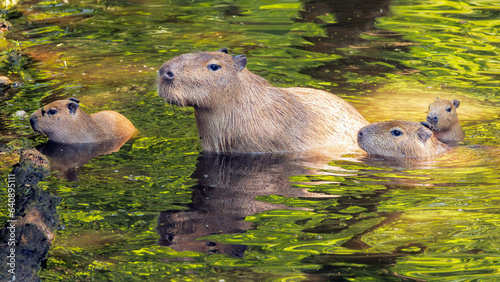 A group of Hydrochoerus hydrochaeris Capybaras animals