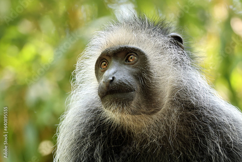 Canvas Print The king colobus (Colobus polykomos), also known as the western black-and-white
