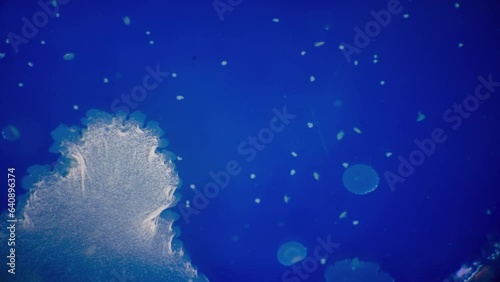 Mold growth on a nutrient medium in a petri dish. Time lapse
