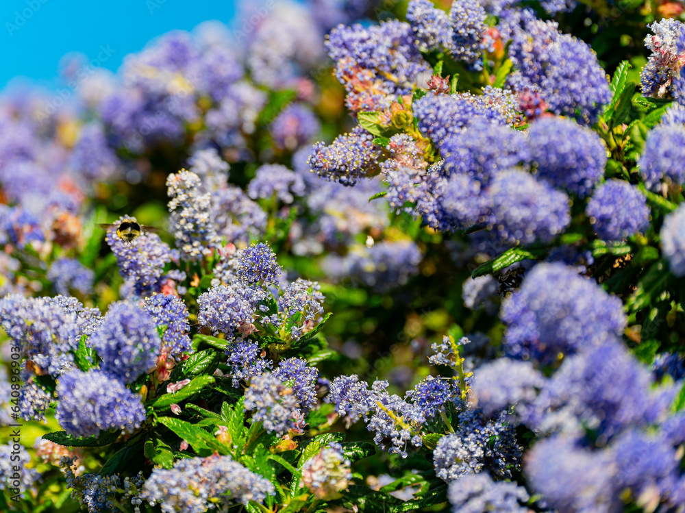 Fototapeta premium Close up shot of Ceanothus flower blossom