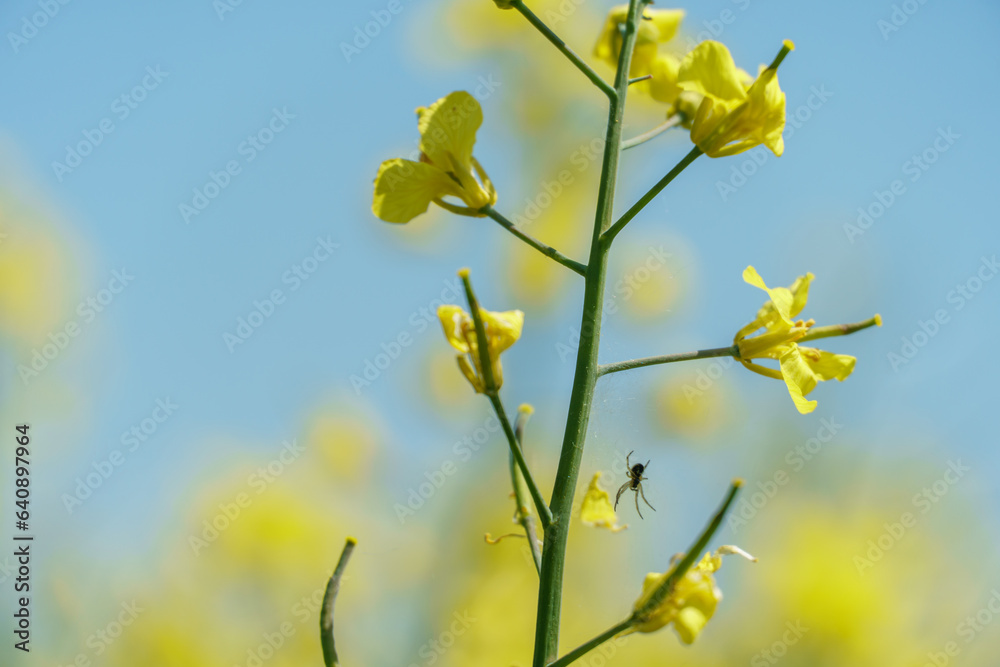 Rapeseed flower on a blue sky background close-up. The use of rapeseed oil for cooking, for cosmetic purposes, in the field of medicine, in soap making and for the creation of lubricants and fuel. Rapeseed flower on a blue sky background close-up. The use of rapeseed oil for cooking, for cosmetic purposes, in the field of medicine, in soap making and for the creation of lubricants and fuel.