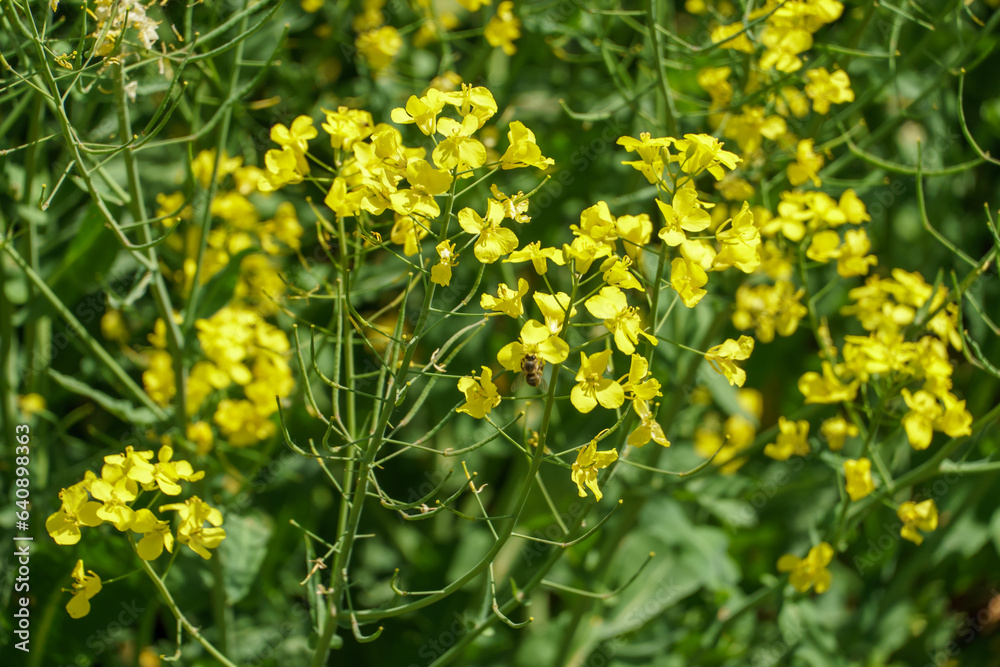 Yellow rapeseed flowers and green leaves close-up. A beautiful blooming meadow. Background on the topic of agro-industry and agriculture. Yellow rapeseed flowers and green leaves close-up. A beautiful blooming meadow. Background on the topic of agro-industry and agriculture.