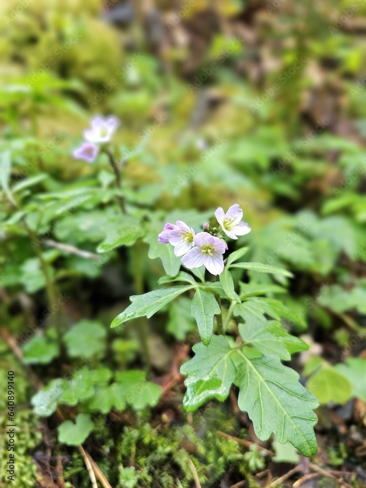 Flower Plant Petal Terrestrial plant Groundcover Grass Flower Plant Petal Terrestrial plant Groundcover Grass