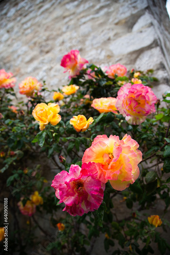 Roses of Saint.Paul de Vence © Jonathan Weston
