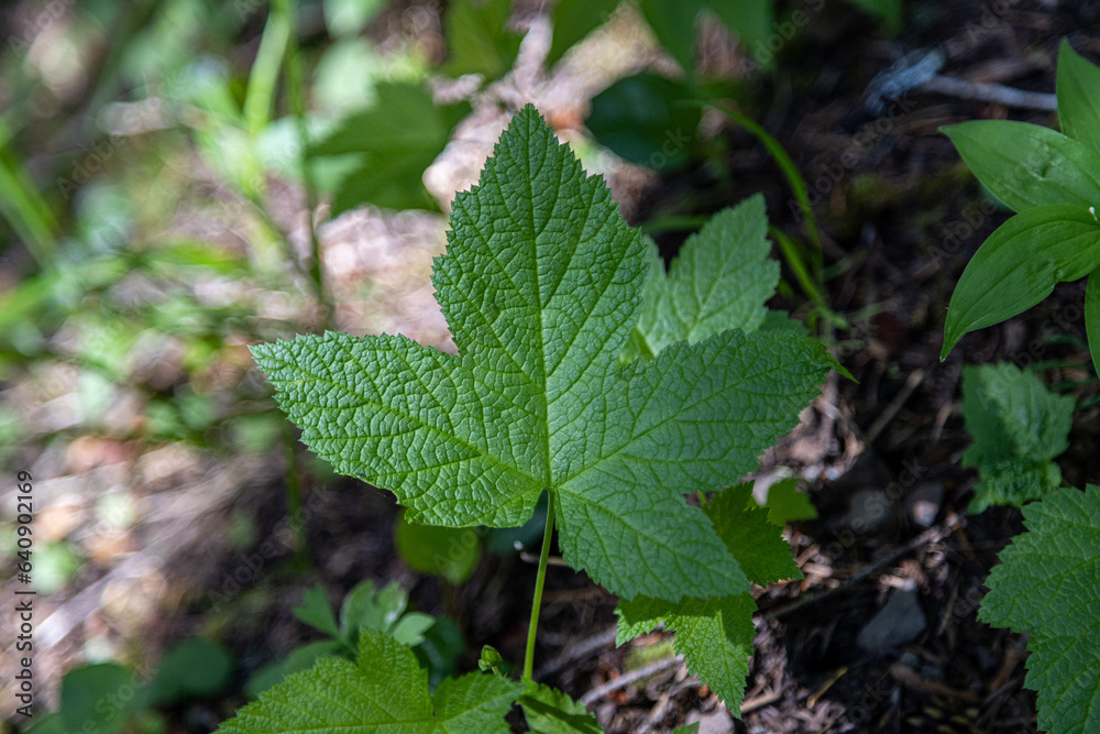 leaves in the forest leaves in the forest