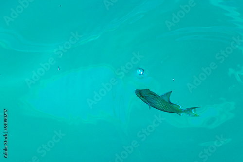 Snorkeling underwater views fish Corals turquoise water Rasdhoo island Maldives.