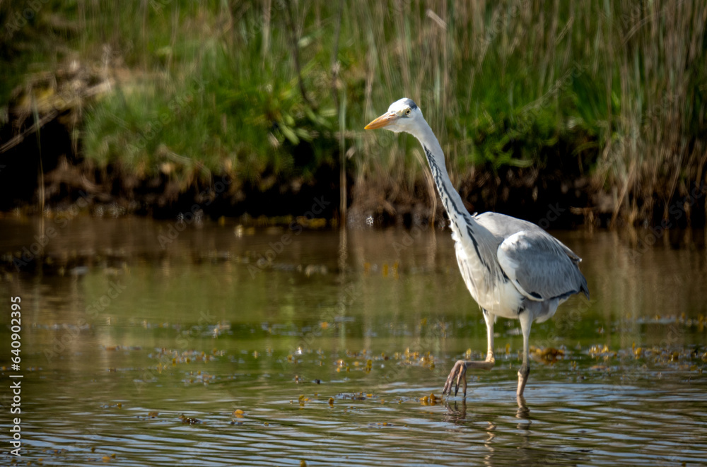 Fototapeta premium great blue heron