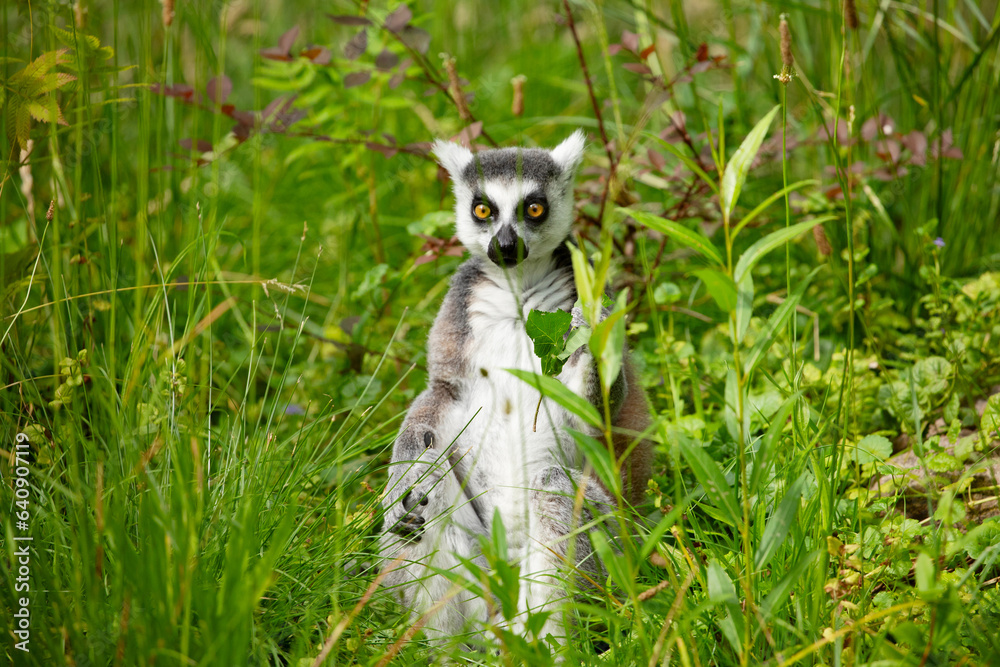 Ring-tailed lemur (Lemur catta) Berlin zoo