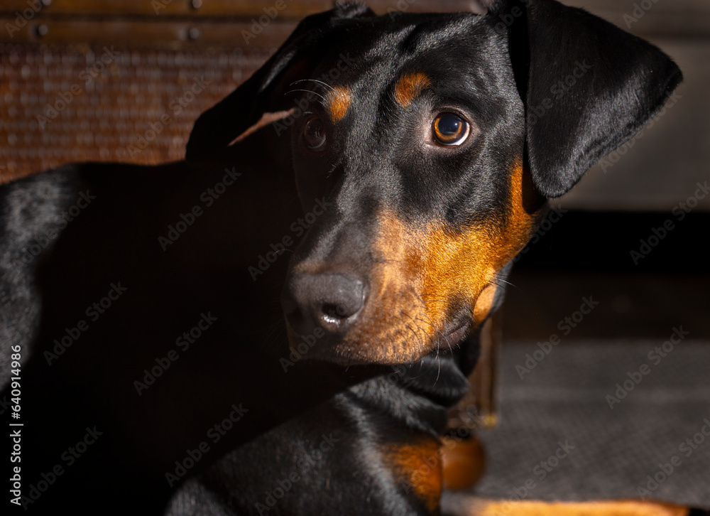 Nine month old black and red Doberman Pinscher puppy Nine month old black and red Doberman Pinscher puppy