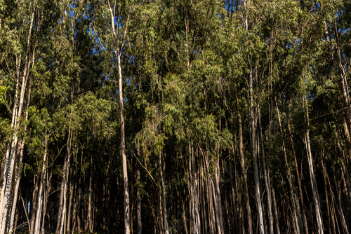 Forest planted with eucalyptus on a farm in Brazil