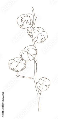 Illustration of a leaf of a cotton plant. Cotton and cheesecloth are made using the hairs produced when the seeds bear fruit.