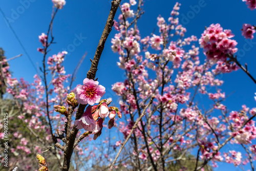 A cherry blossom, also known as the Japanese cherry or sakura, is a flower of many trees in full bloom inside an oriental garden, during winter in Brazil, with selective focus